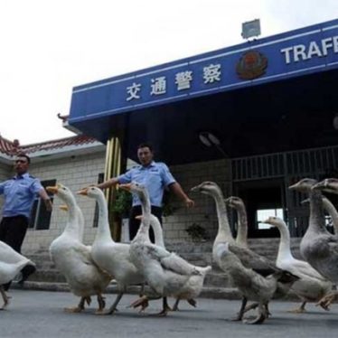 Beware of the Geese Police