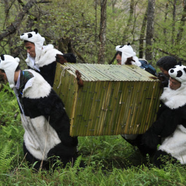 To Fool a Panda, You Gotta Be a Panda!